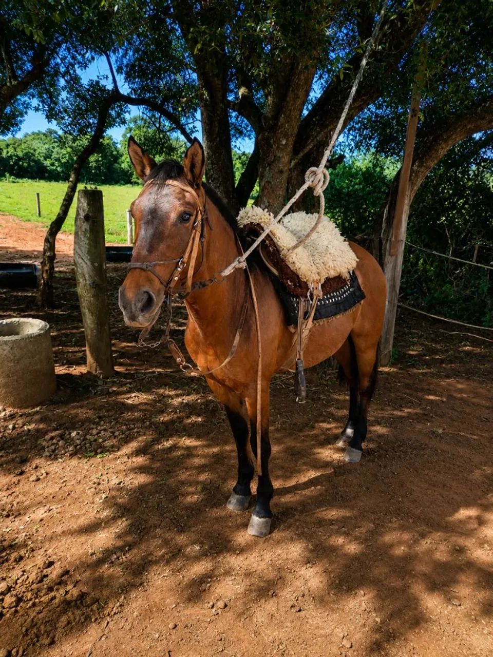 Égua crioula gateada, mansa, bem domada, linda e jovem - Foto 5