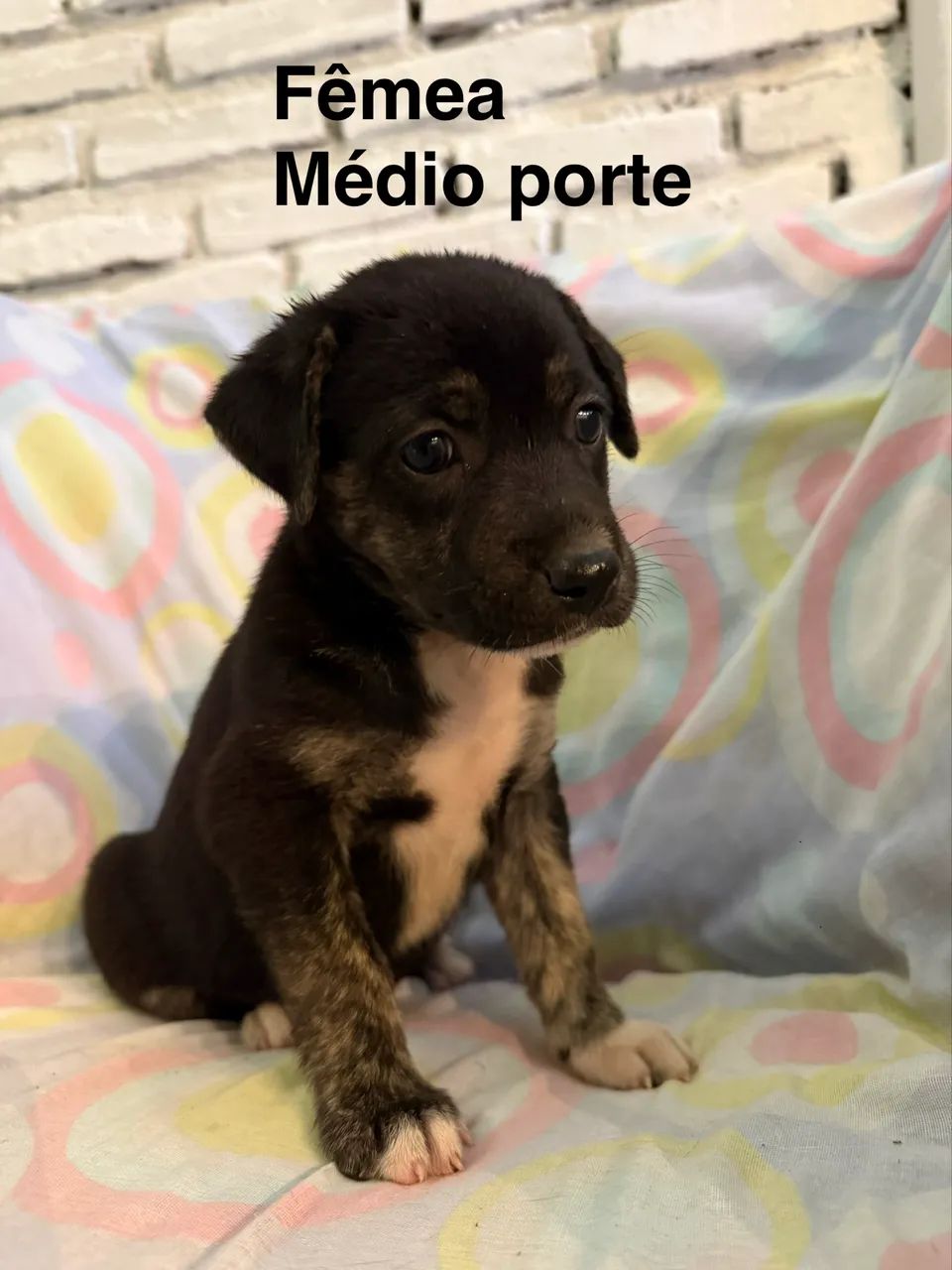 Adoção responsável 