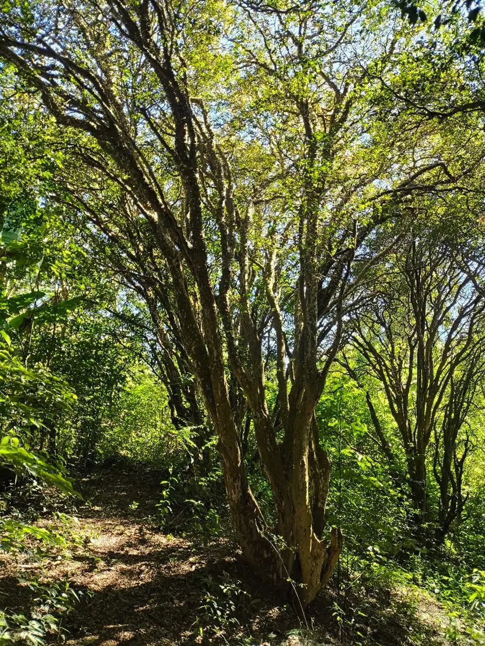 Jabuticabeira Centenária 