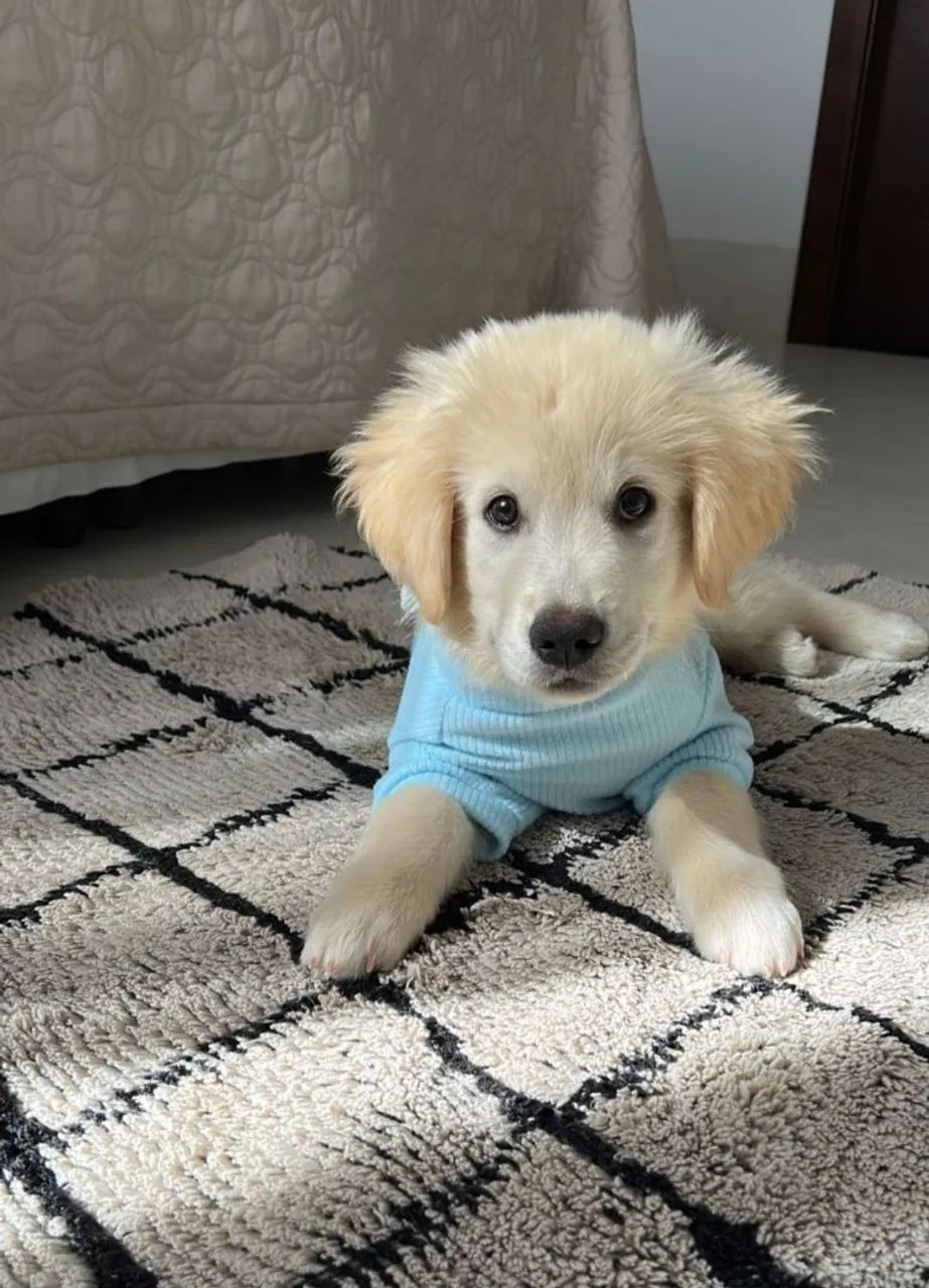 Goldem retriever macho! Valor 2.500