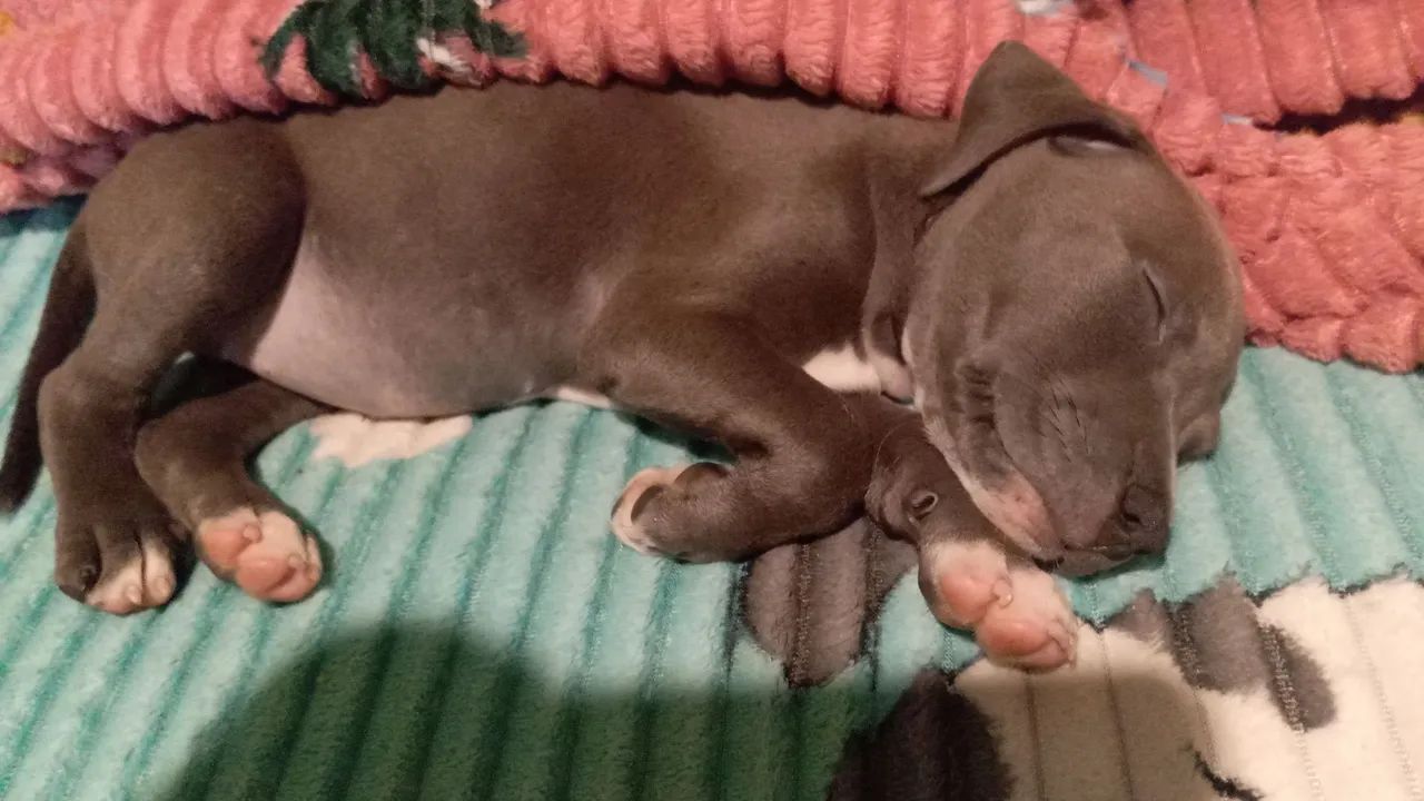 Filhote Pitbull  - Foto 2