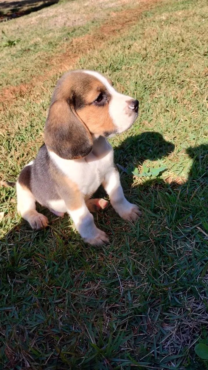 Filhotes de beagle - Foto 3