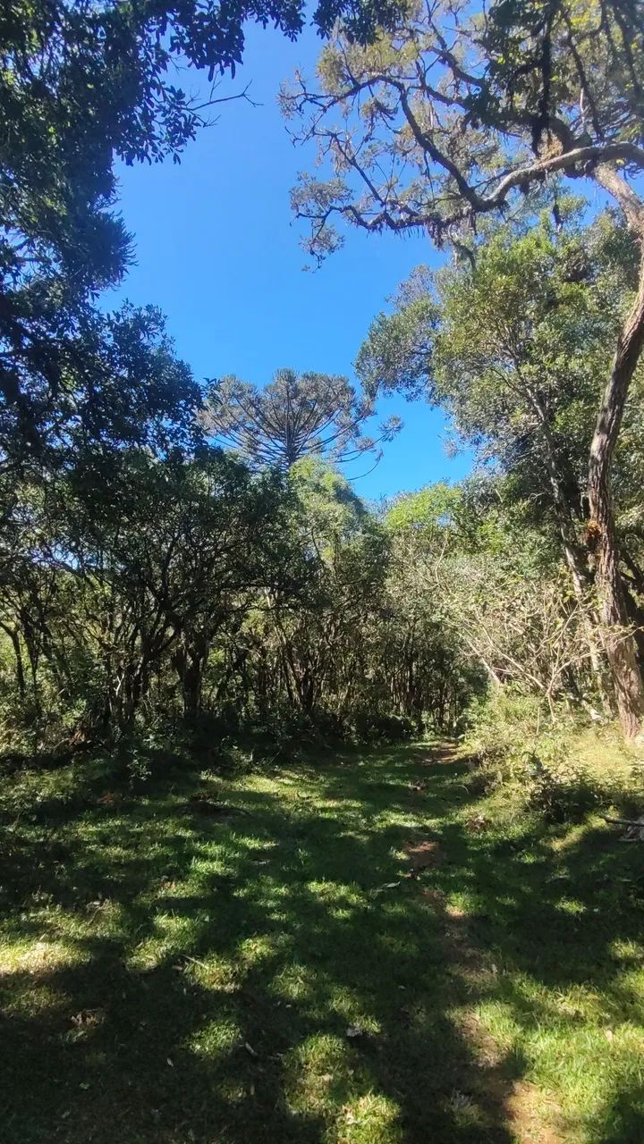 Vendo 1 alqueire pra formar Chácara/Sítio  - Foto 4