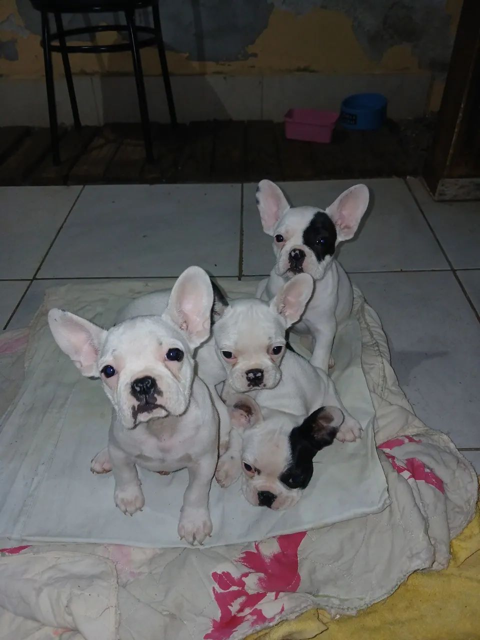 Buldog frances Puro - Foto 3