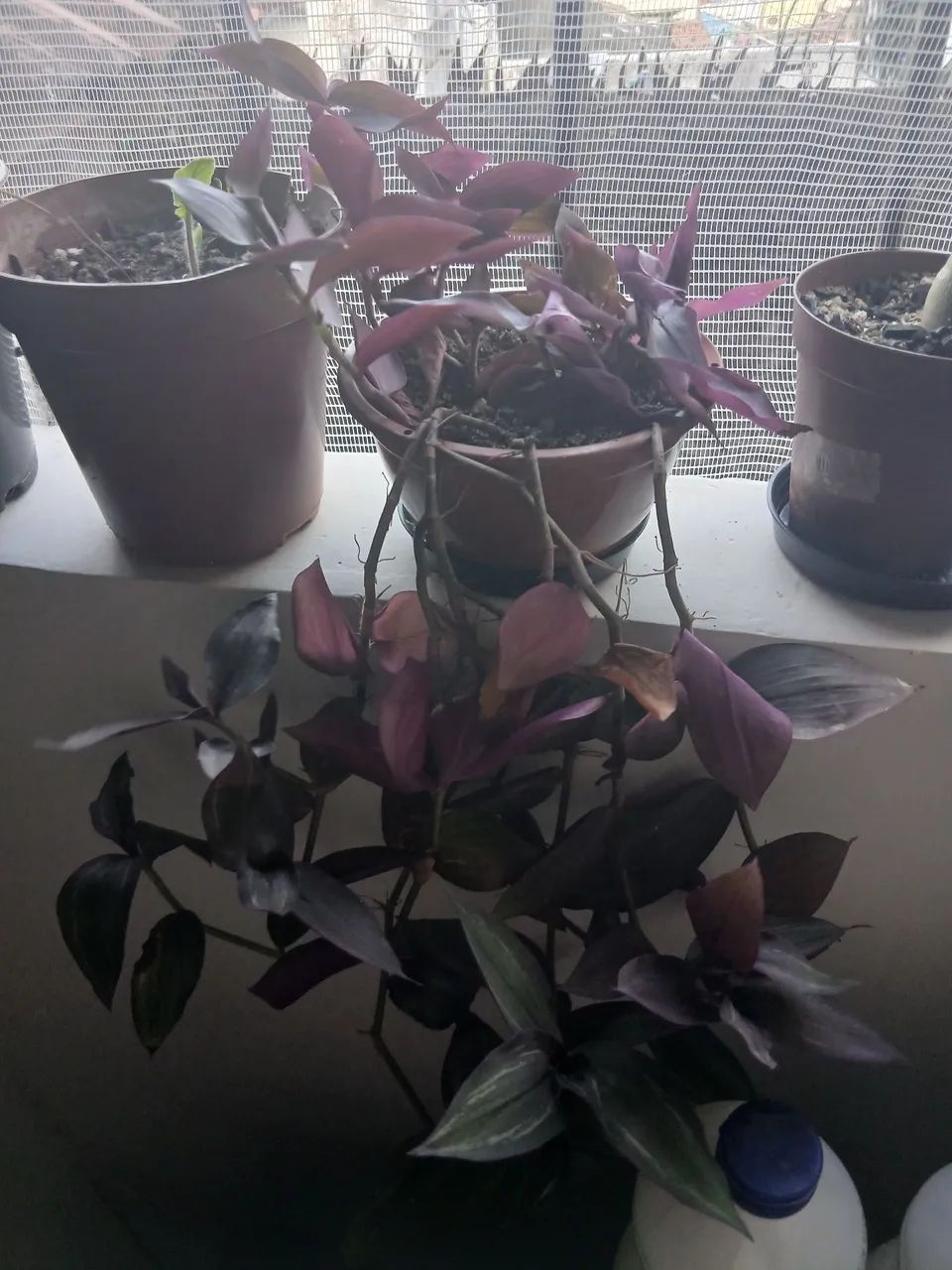 Plantas  - Foto 4