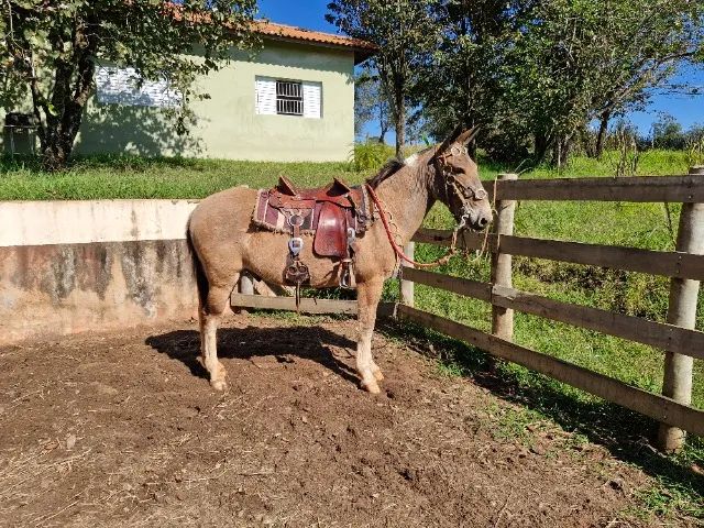 Burro  - Foto 3