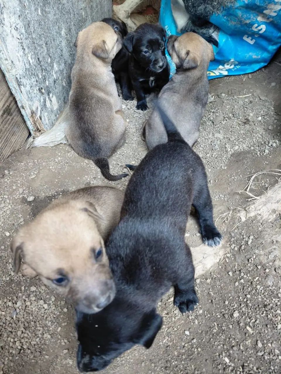 Doação  - Foto 3