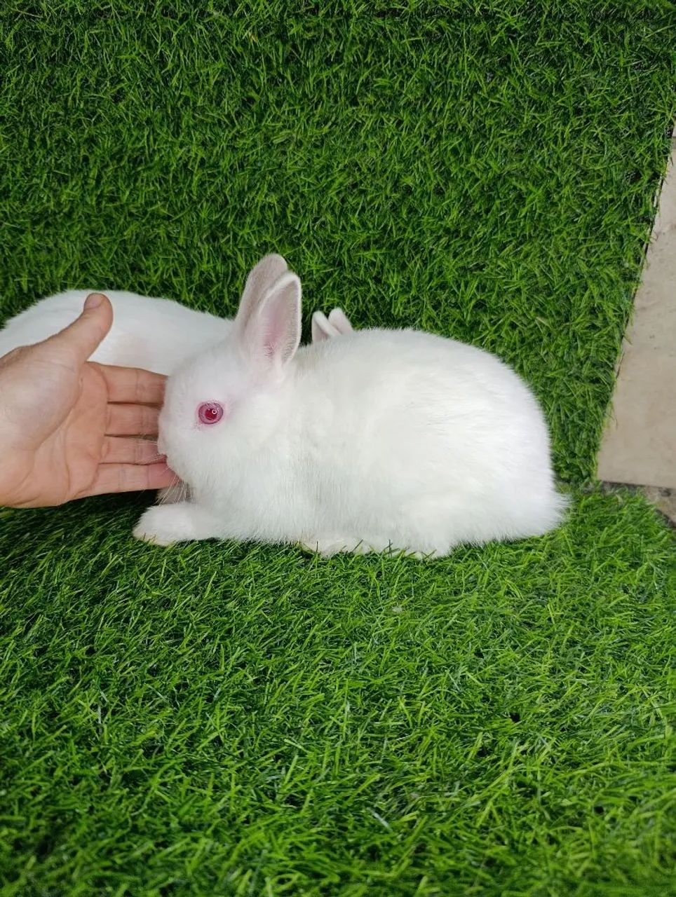 Mini Coelhos 