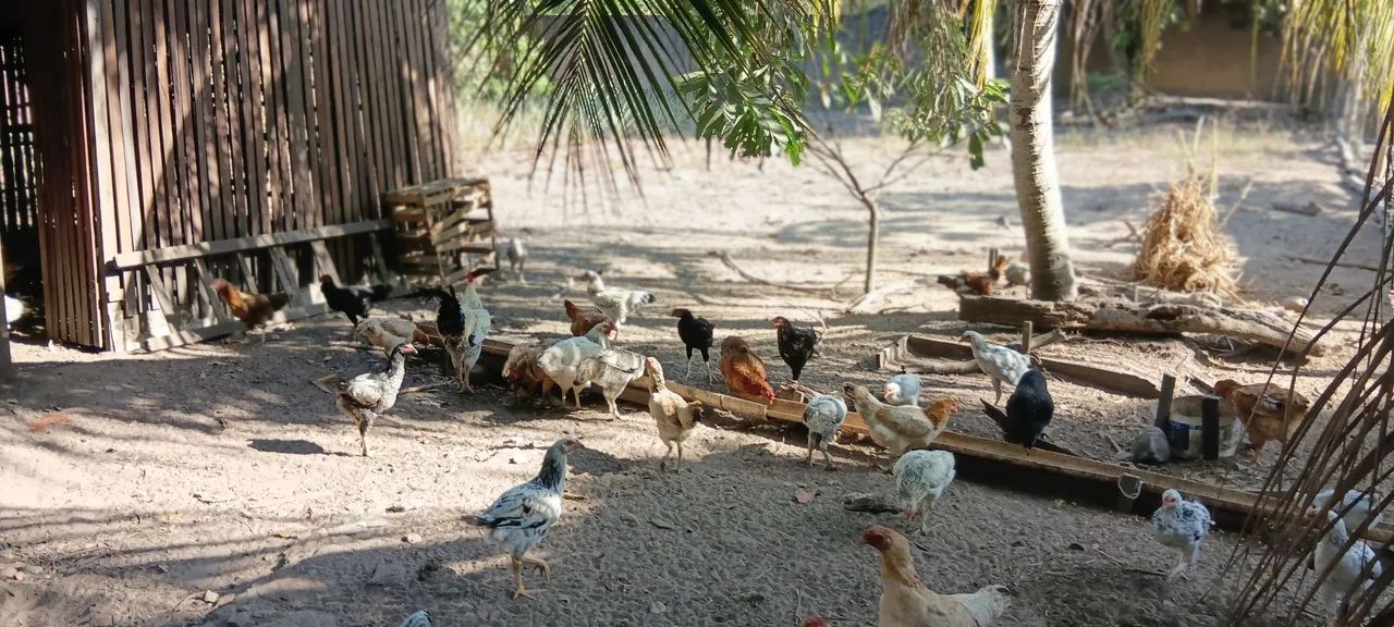Animais - Foto 5