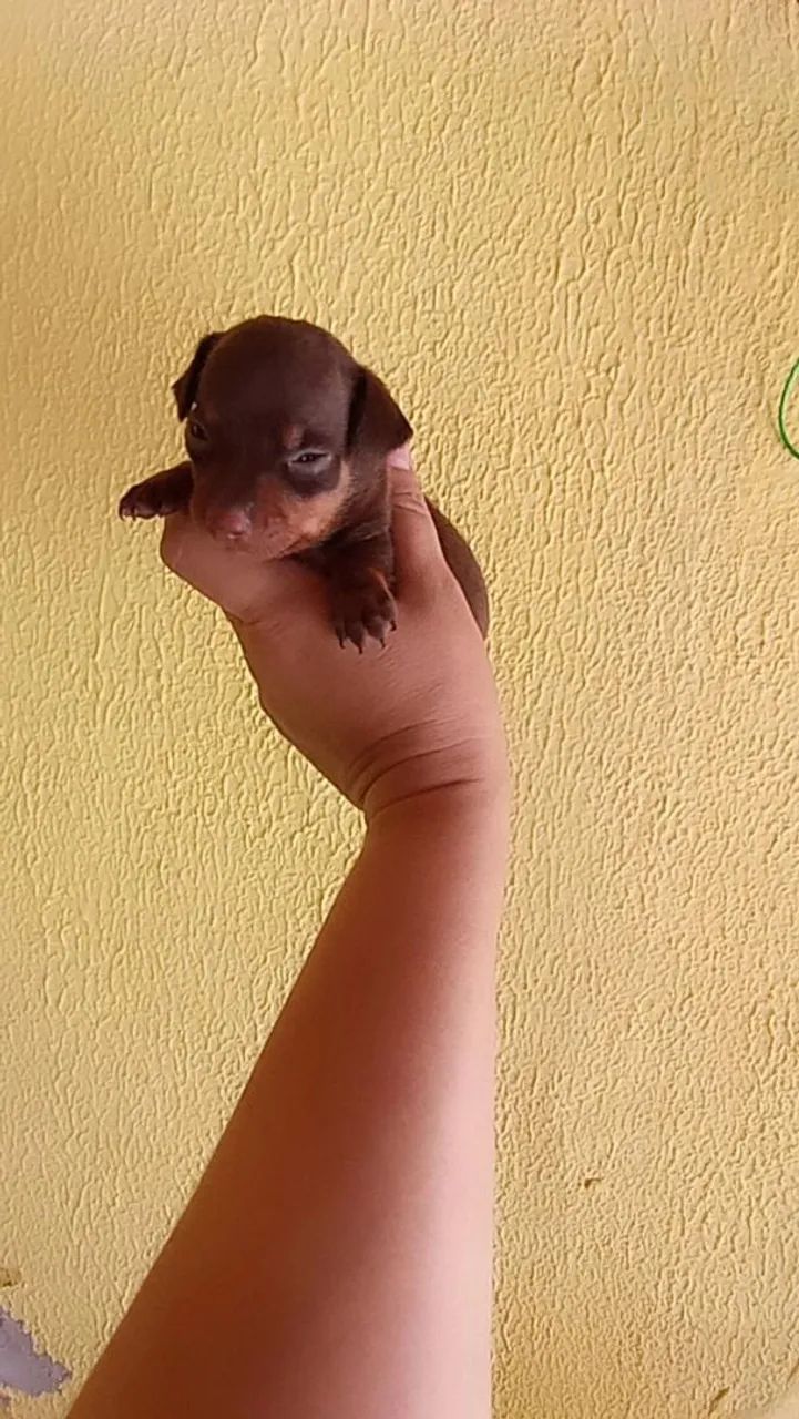 Pinscher zerinho chocolate ( Macho) - Foto 4