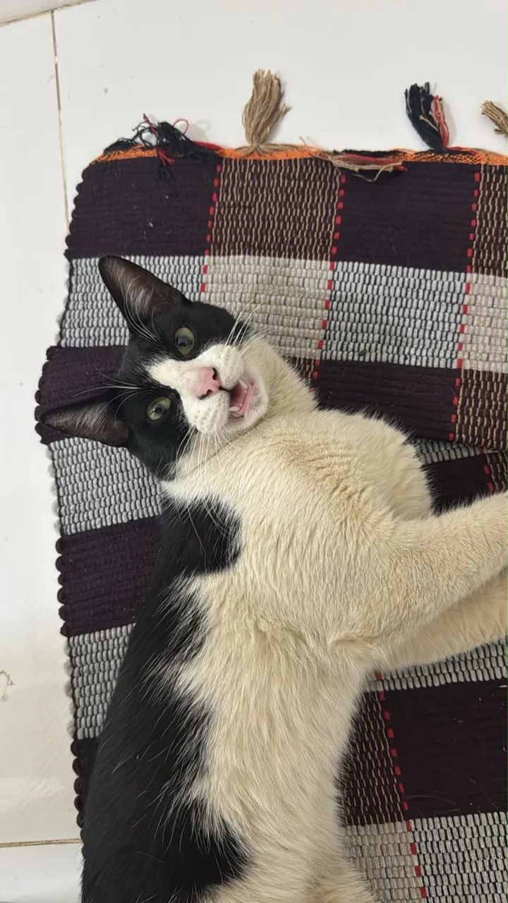 DOAÇÃO GATO  - Foto 4