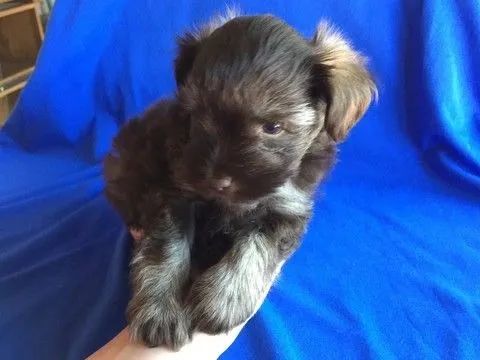 peludos e pequenos 