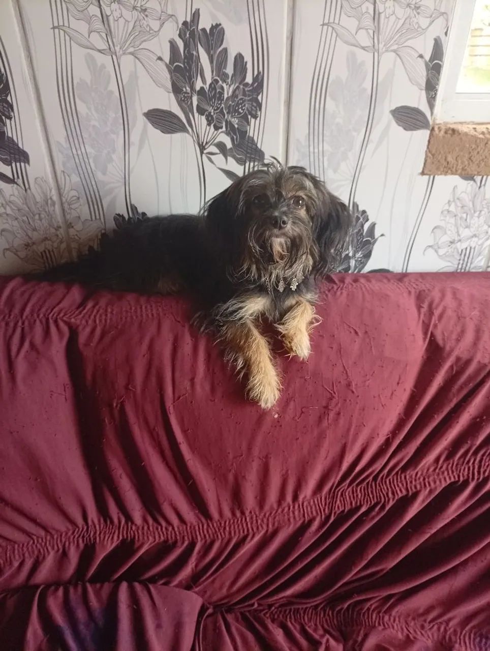 Cachorro ?