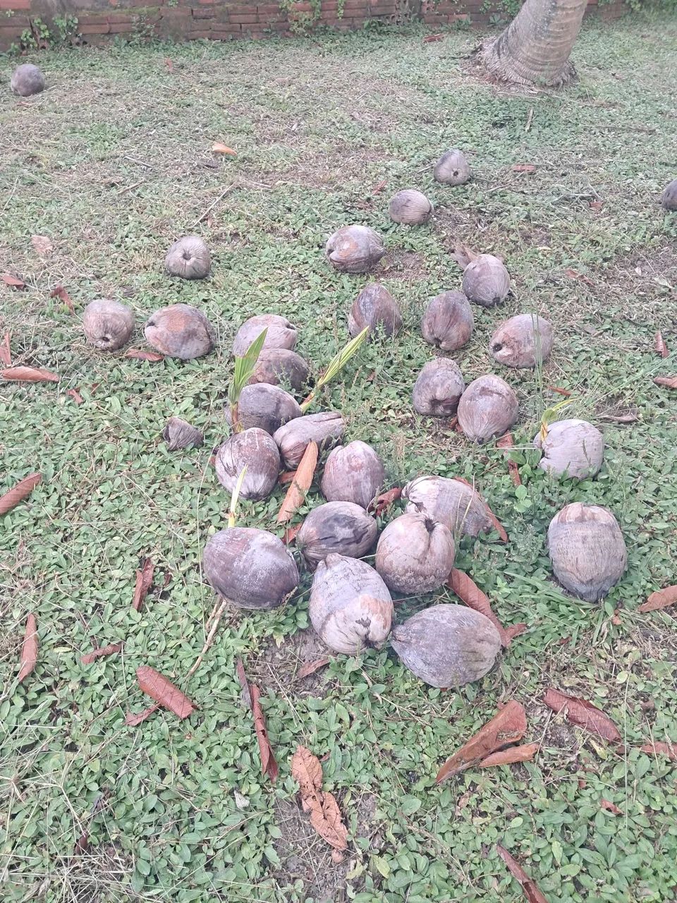 Mudas de coqueiros amarelo e verde - Foto 3