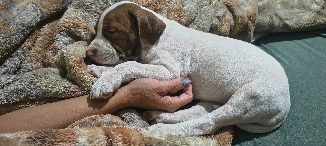 Pitbull Red Nouse  (legítimo) - Foto 2