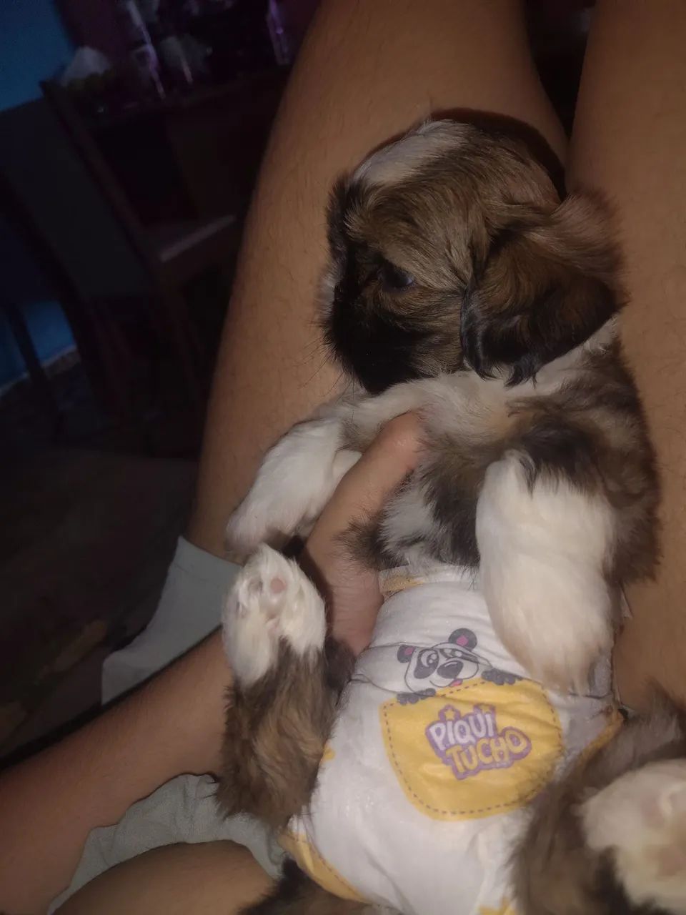 Cachorro Shitzu macho - Foto 5