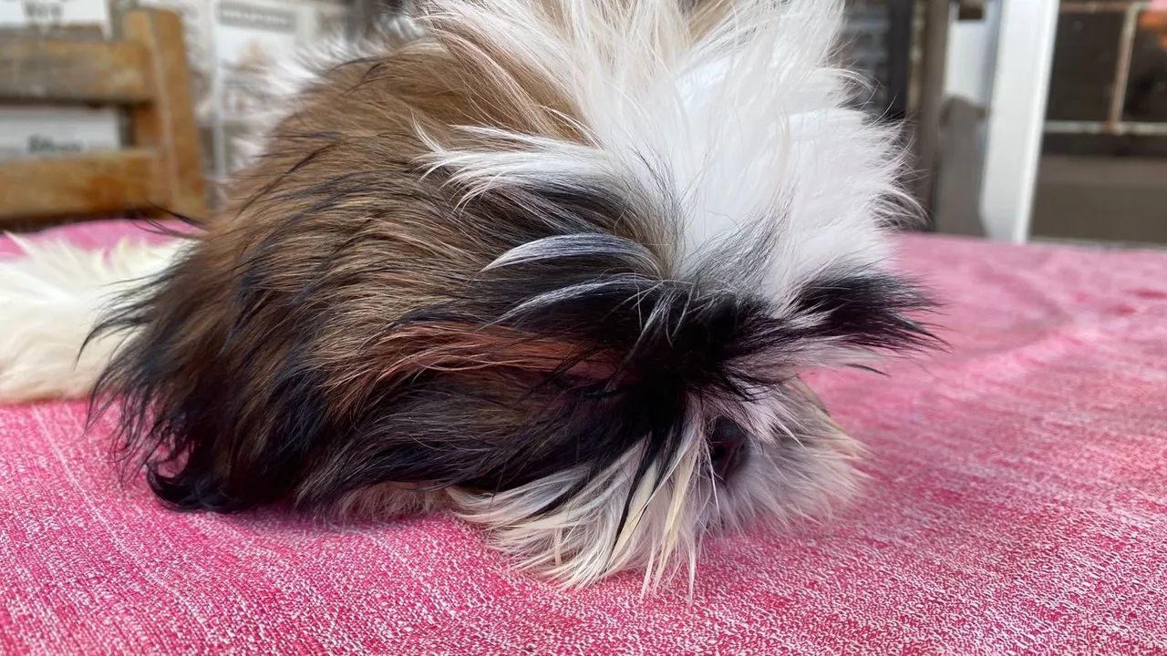 Shihtzu macho 4 meses, lindo e dócil.  - Foto 5