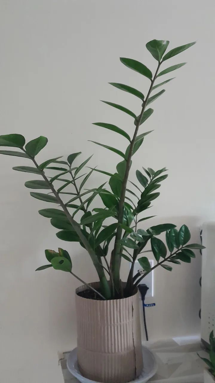 Zamioculca  - Foto 4