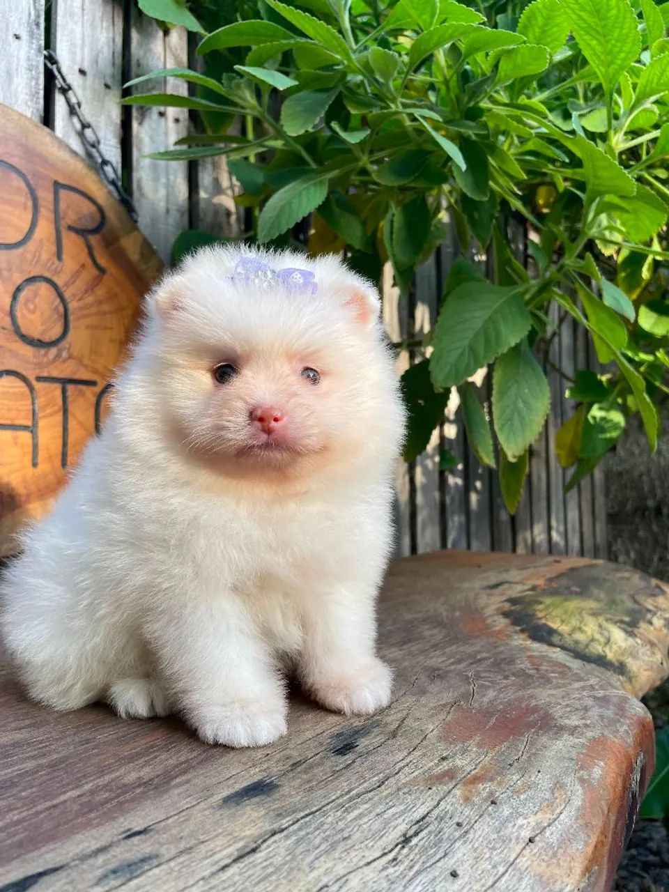 Spitz alemão 