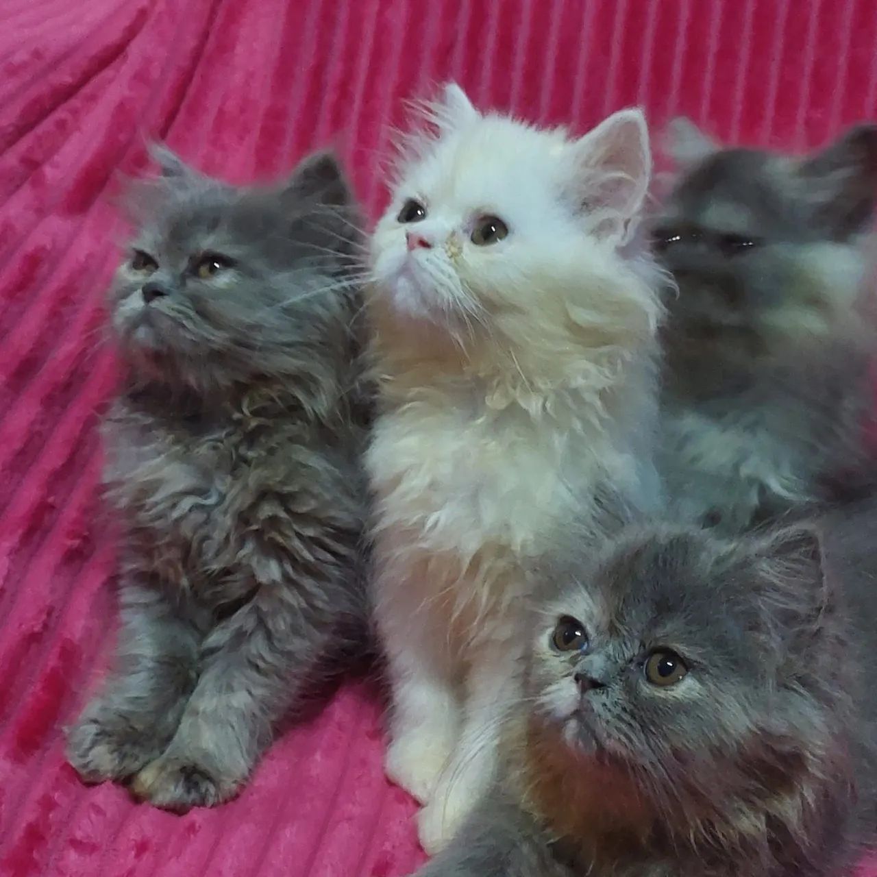 Gato persa fêmea e macho com 65 dias rasa pura