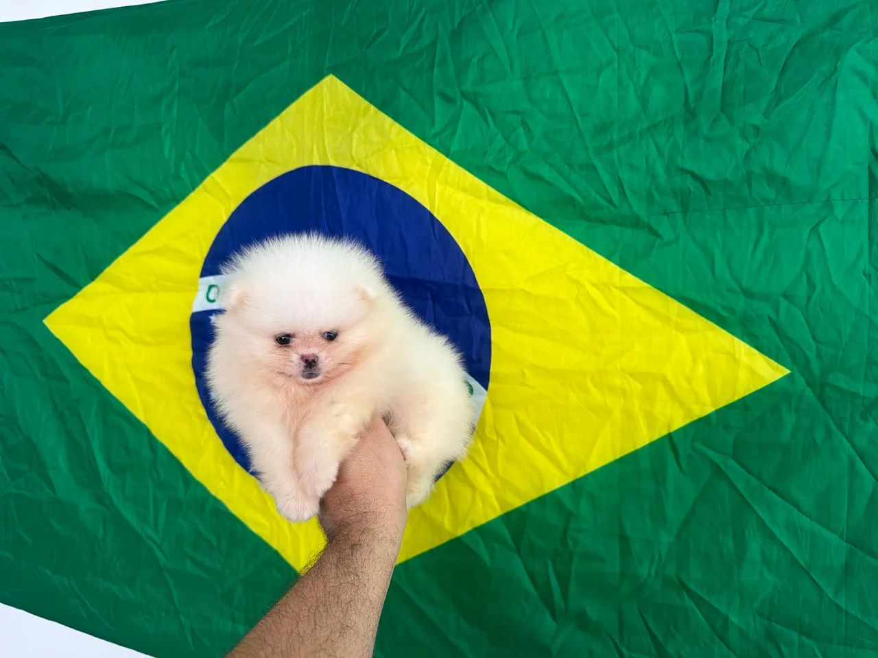 Spitz alemão  - Foto 5