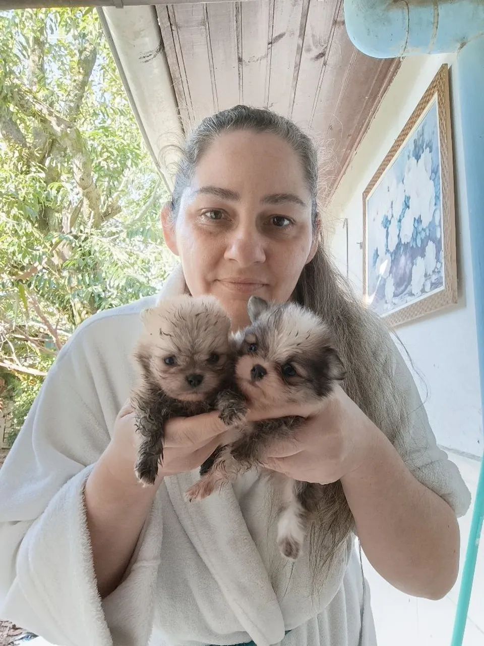 LULU DA POMERÂNIA PROMOÇÃO!!  - Foto 5
