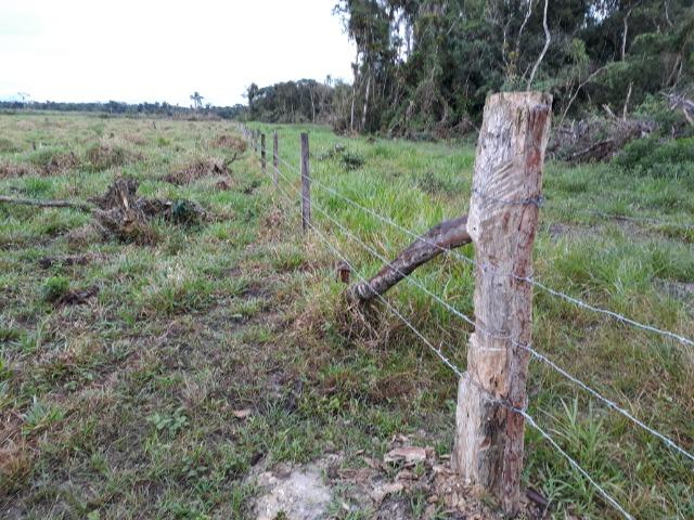 Fazenda Plana em Itapoá, Criação de Gado ou Plantio, Aceita Parte em Permuta - Foto 15