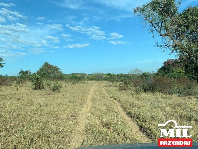 4 km de margens do Rio Araguaia. Fazenda 96 alqueires 464.64 Hectares - Aragarças-GO - Foto 15