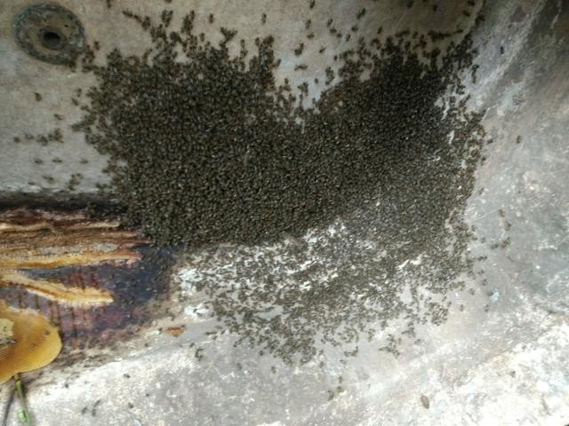Apicultor abelha - Foto 3