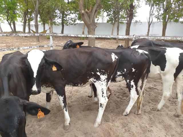 Novilhas Leiteiras na Expoece Fortaleza 2019 - Foto 6