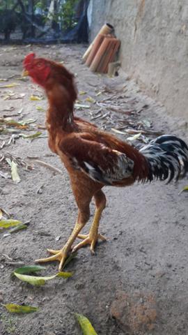 Galos indio gigante - Foto 2
