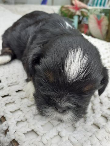 Vendo filhotes shitzu - Foto 4