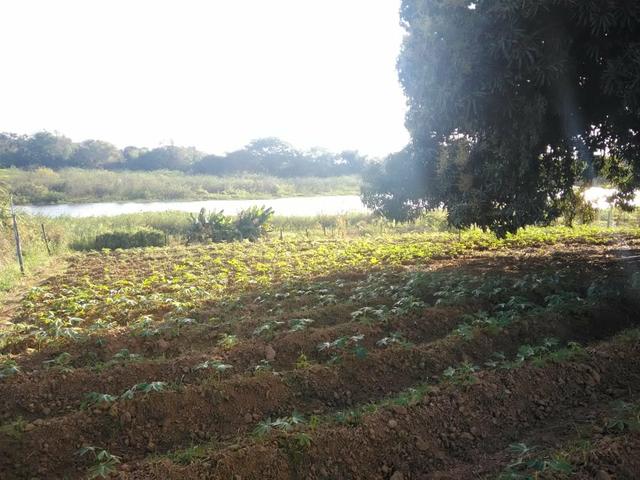 Terreno na beira do rio - Foto 2