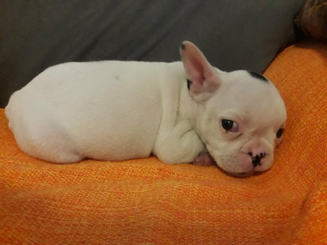 Bulldog Francês - Foto 6