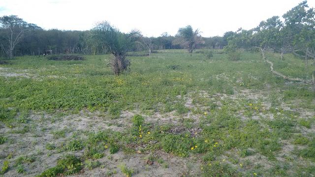 Terreno para Chácara ja cercado - Foto 4