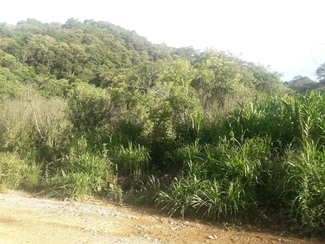 Chácara com 2 alqueires Barra santa rita/Campo magro - Foto 15