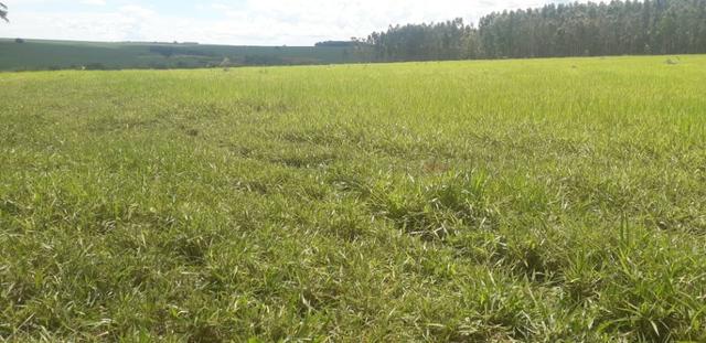 Vendo Chácara com 4 alqueires em Piracanjuba aceito proposta avista - Foto 11