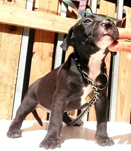 Pit Bull - Foto 4