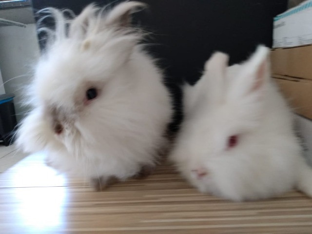 Mini coelhos lion de olhos vermelhos - Foto 6