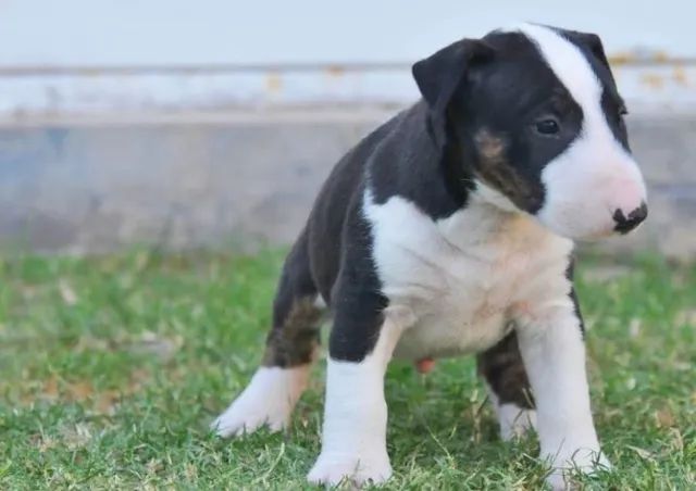 Bull Terrier Inglês: confira tudo sobre essa raça