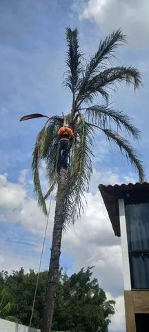 Poda e corte de árvores 
