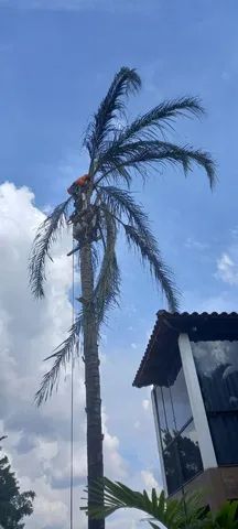 Poda e corte de árvores  - Foto 3