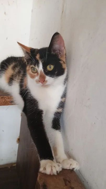 Gatinhas  Castradas   5 meses disponíveis para adoções 