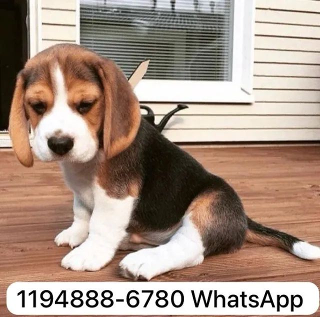 Olx store beagle puppies