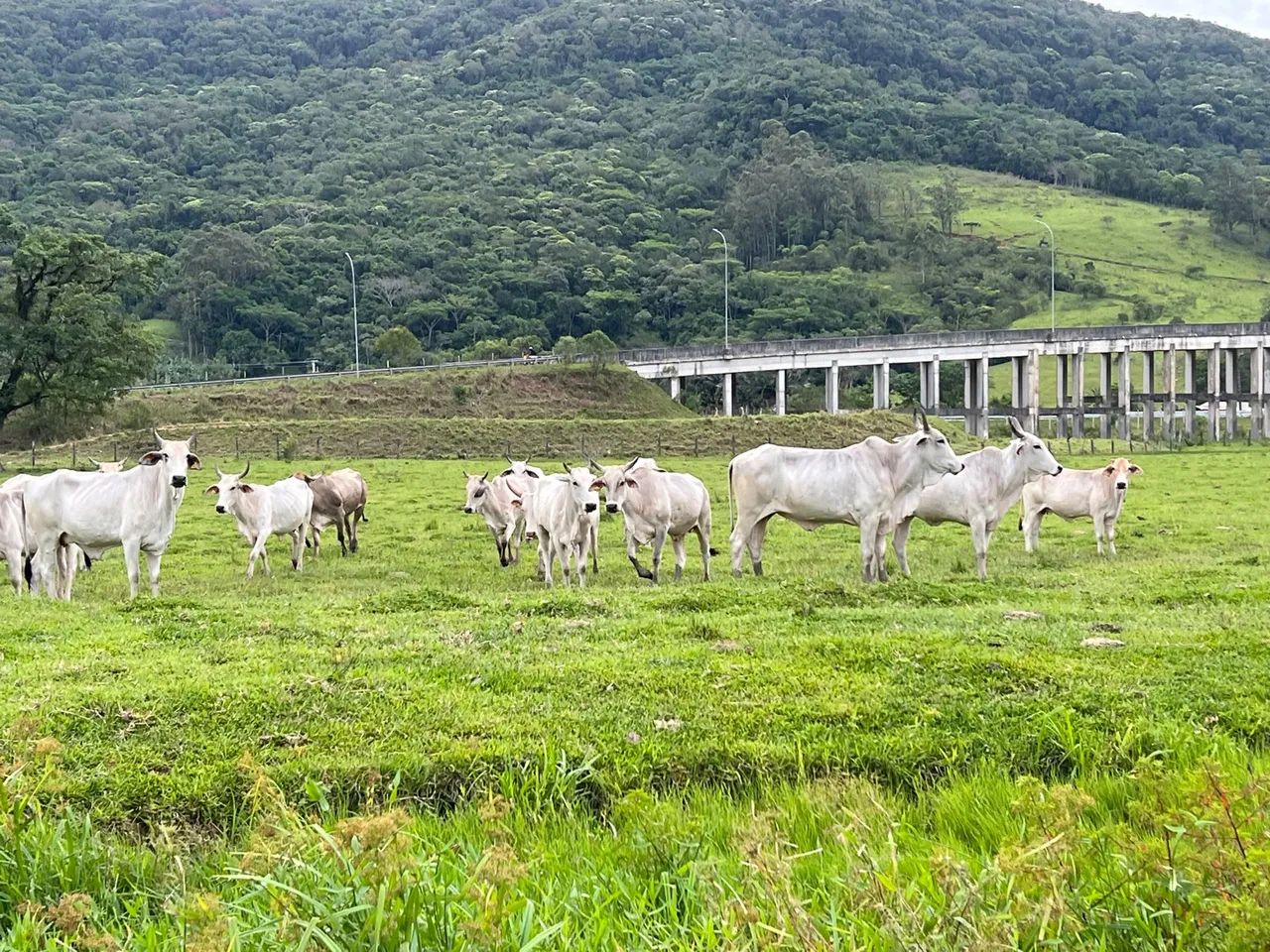 Novilhas e vacas brahman/nelore  - Foto 6