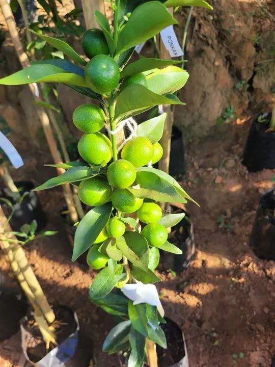 Mudas de laranjas , limão 