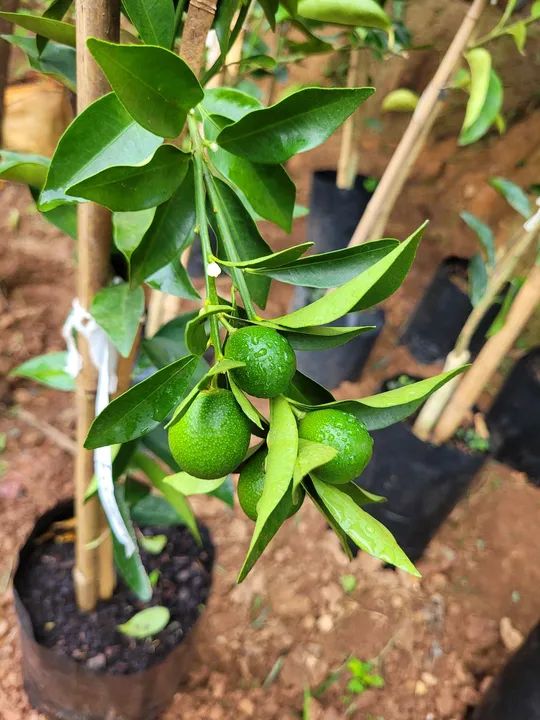 Mudas de laranjas , limão  - Foto 2
