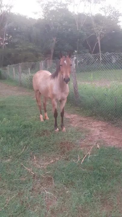 Potro Quarto rosilho  - Foto 3