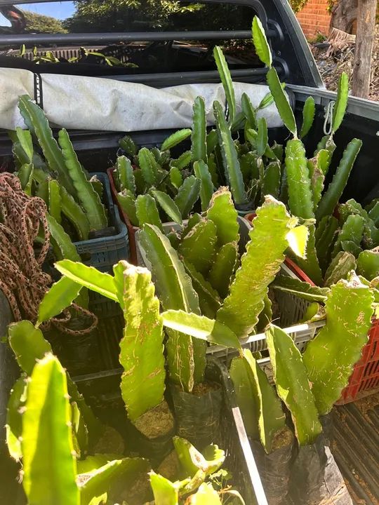 Mudas de pitaya - Foto 3