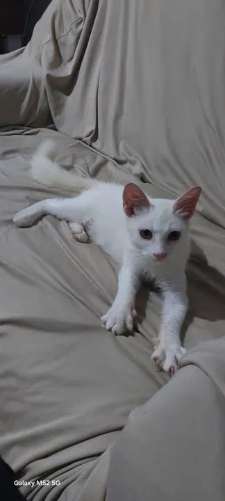 Gatinho branco fofinho para Venda - Foto 6